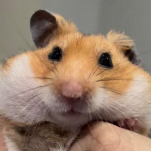 สมาชิกหมายเลข 3157238