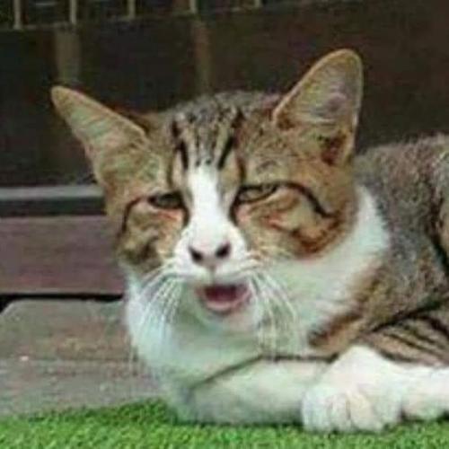 สมาชิกหมายเลข 5610551