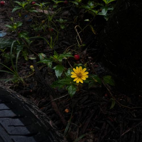 สมาชิกหมายเลข 9237234