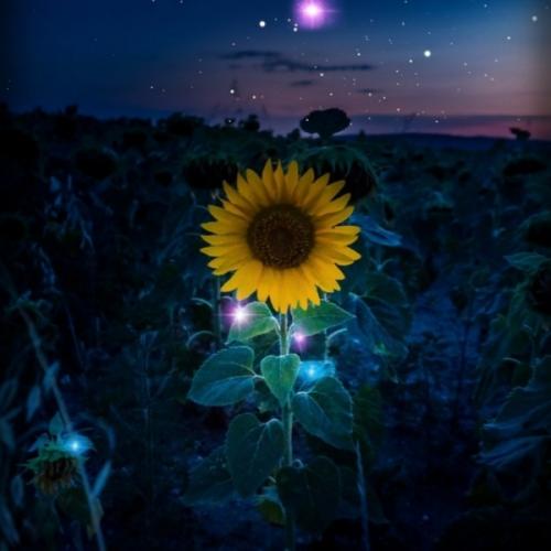 สมาชิกหมายเลข 5082922