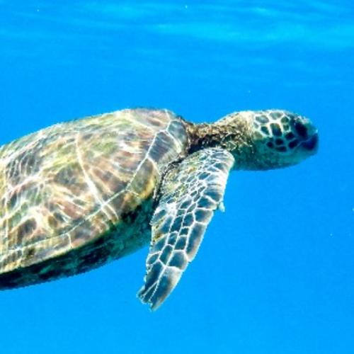 เต่าติดปีก