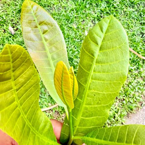 พี่ปลายแลนด์มาร์ค