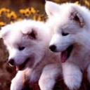 สมาชิกหมายเลข 4346835