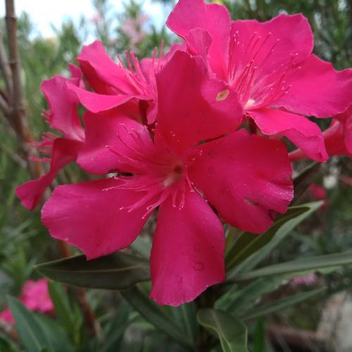 สมาชิกหมายเลข 4504245