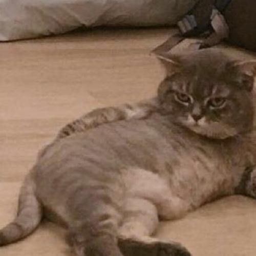 สมาชิกหมายเลข 4300639