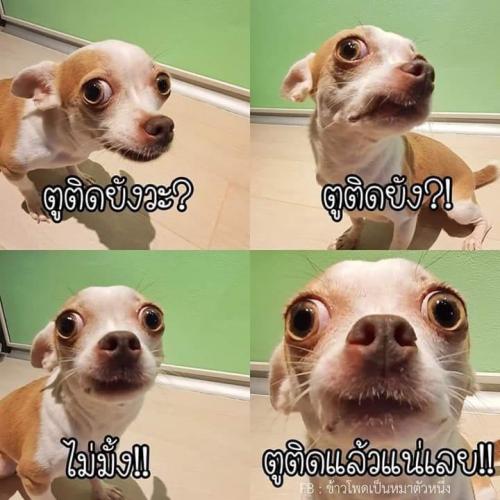 สมาชิกหมายเลข 4562300