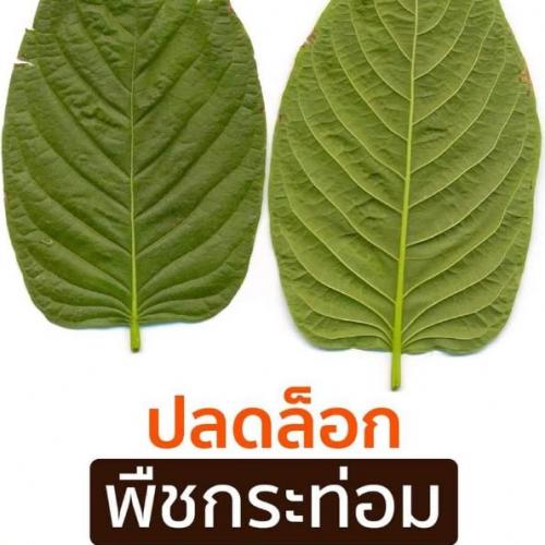 สมาชิกหมายเลข 6621166