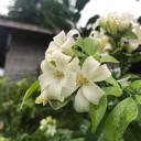 สมาชิกหมายเลข 3631078