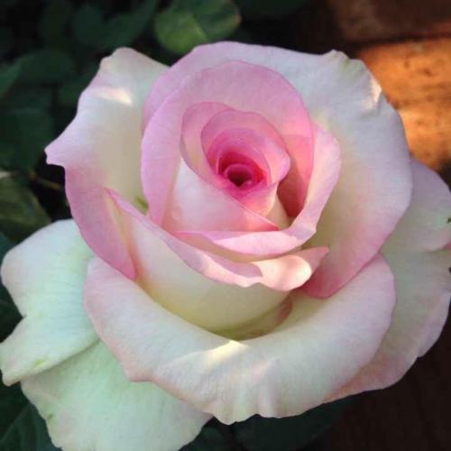 สมาชิกหมายเลข 4714562