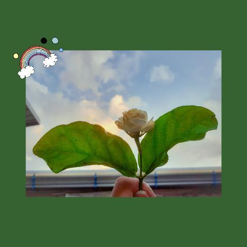 สมาชิกหมายเลข 5478811