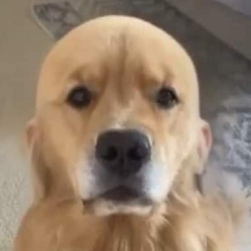 สมาชิกหมายเลข 3743992