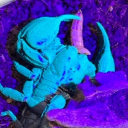 สมาชิกหมายเลข 5167398