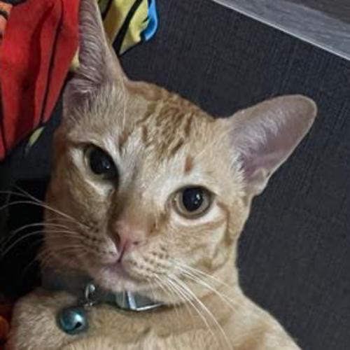 สมาชิกหมายเลข 5241515