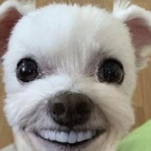 สมาชิกหมายเลข 7099981