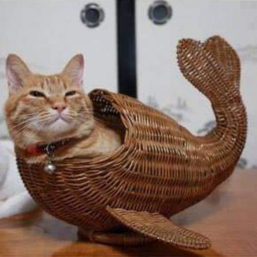 สมาชิกหมายเลข 1667154