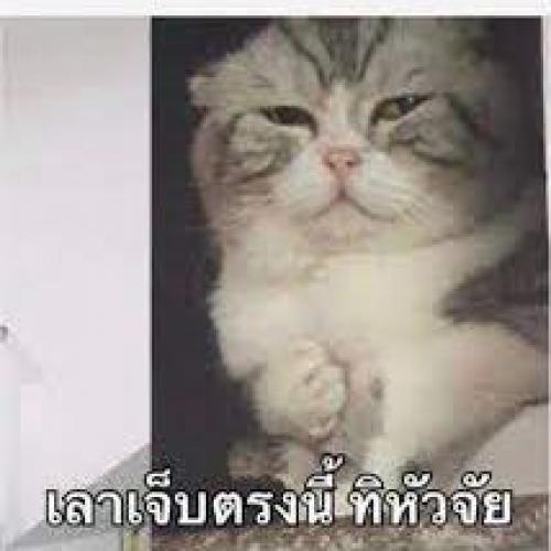 สมาชิกหมายเลข 7363945