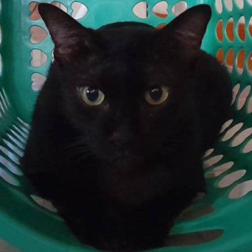 สมาชิกหมายเลข 4581361