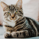 สมาชิกหมายเลข 4012457