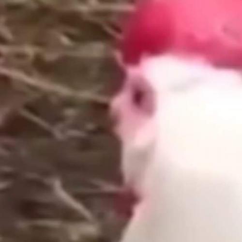 สมาชิกหมายเลข 4601225