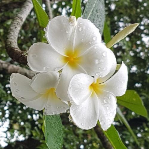 สมาชิกหมายเลข 5579358