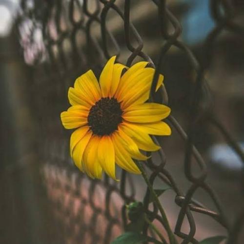 สมาชิกหมายเลข 6009645