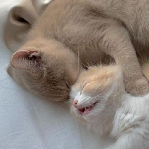 สมาชิกหมายเลข 5994075