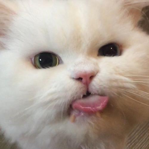 สมาชิกหมายเลข 5513583