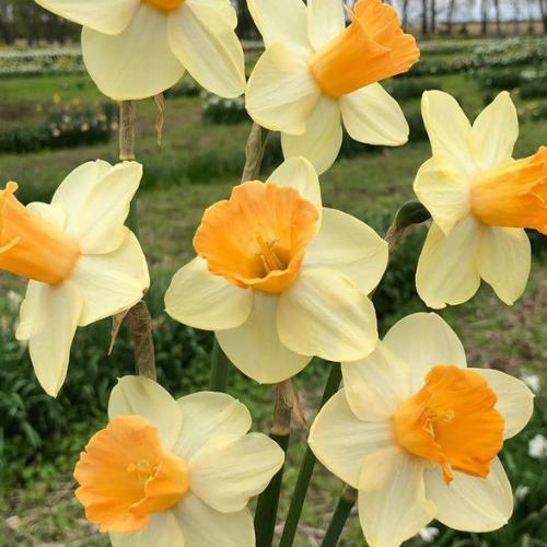 สมาชิกหมายเลข 7974815