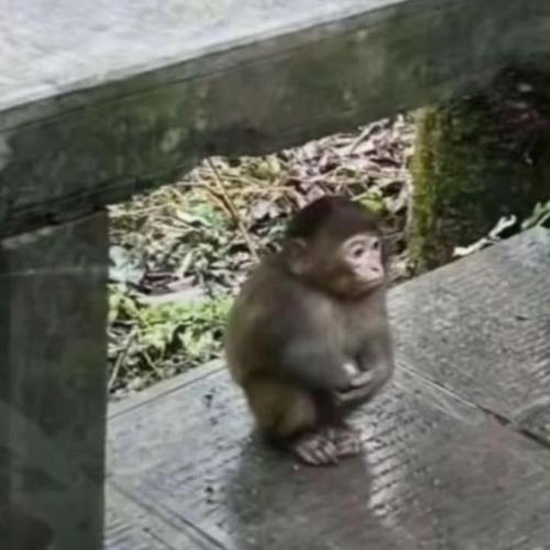 สมาชิกหมายเลข 9233074