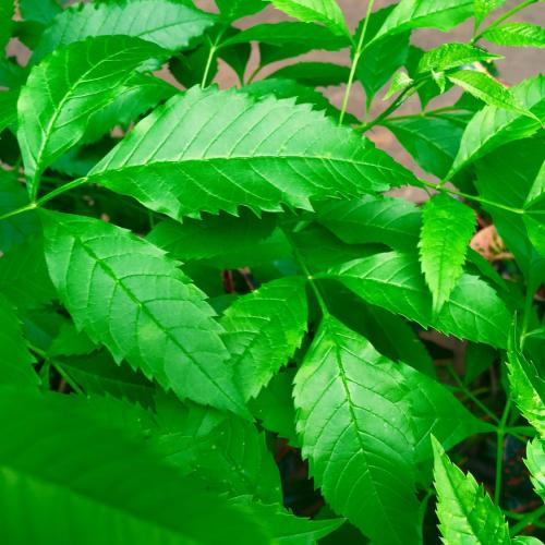 สมาชิกหมายเลข 4285767