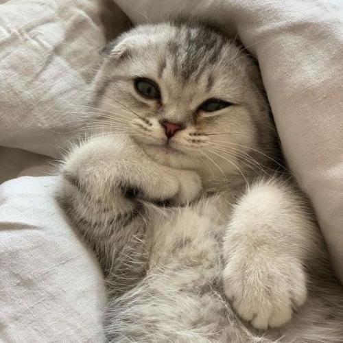 สมาชิกหมายเลข 6438163