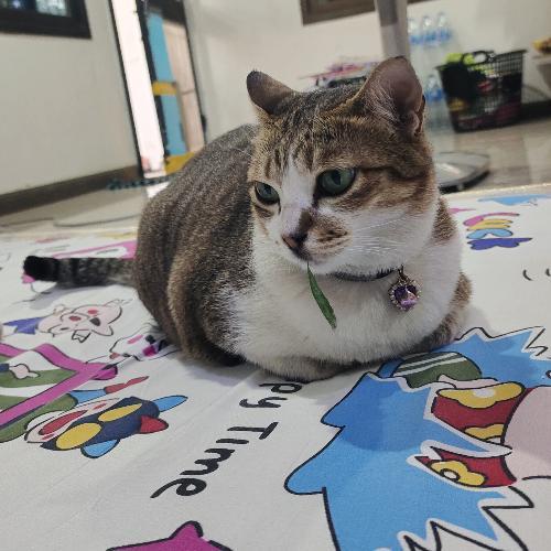 สมาชิกหมายเลข 2540877