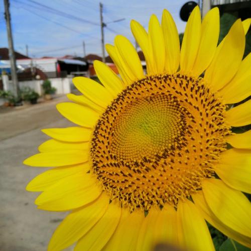 สมาชิกหมายเลข 4735528