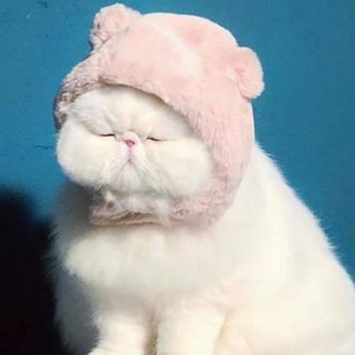 สมาชิกหมายเลข 4941075