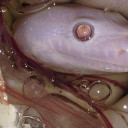 สมาชิกหมายเลข 910386