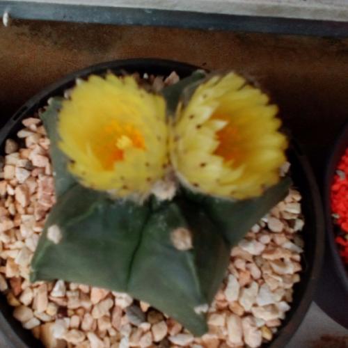 สมาชิกหมายเลข 5088620