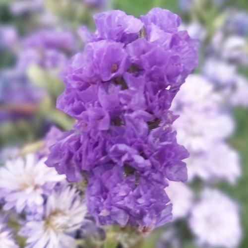 สมาชิกหมายเลข 5481048