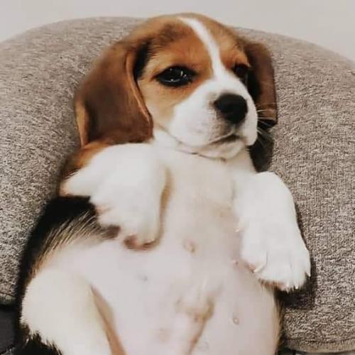 สมาชิกหมายเลข 2050935