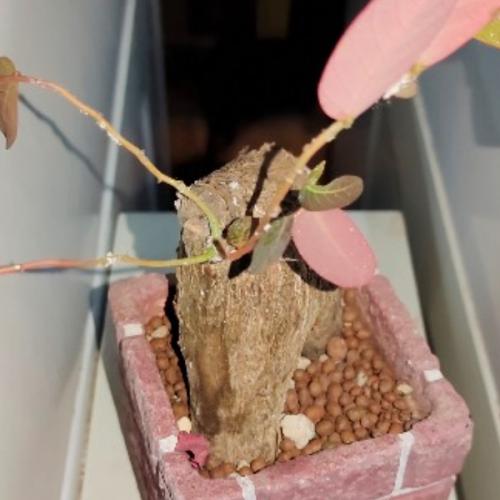 สมาชิกหมายเลข 3894889