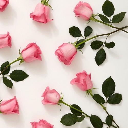 สมาชิกหมายเลข 1251921