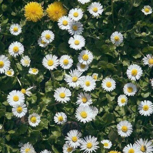 สมาชิกหมายเลข 4453853