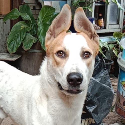 สมาชิกหมายเลข 6515372