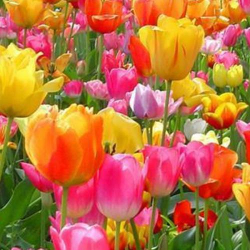 สมาชิกหมายเลข 1308780