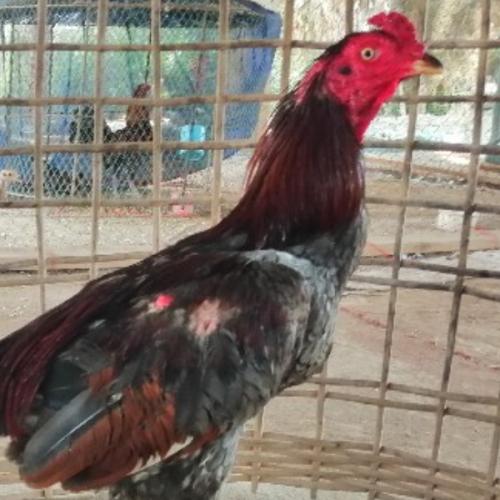 สมาชิกหมายเลข 2784494