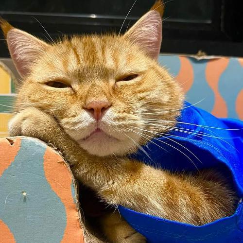 สมาชิกหมายเลข 7368343