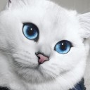 *-+มิกมิกา+-*