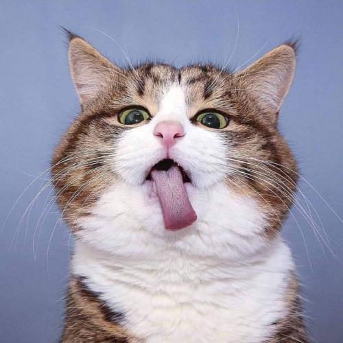 สมาชิกหมายเลข 5090326