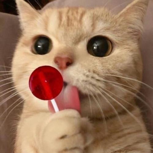 สมาชิกหมายเลข 6014930