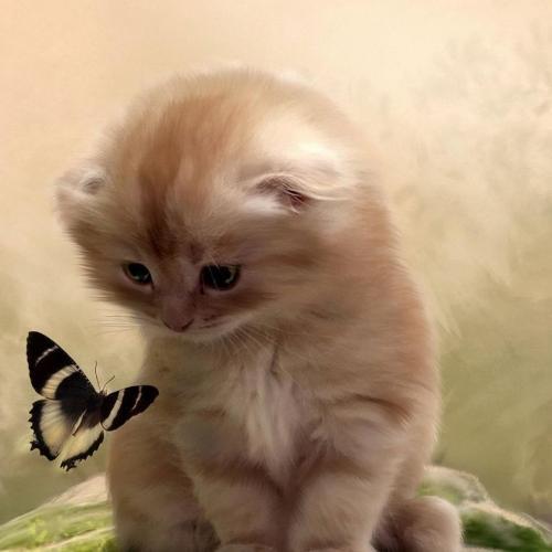 สมาชิกหมายเลข 4719415