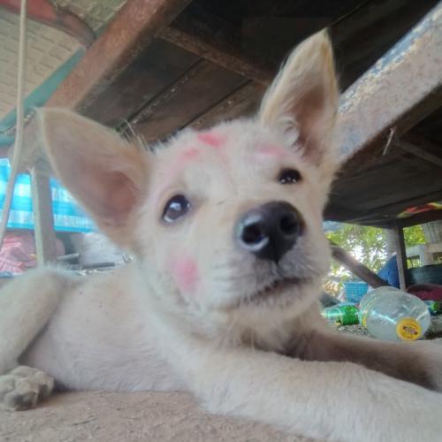 สมาชิกหมายเลข 4626106